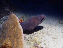 Big moray just looking around. Small Brother Island, Red Sea by Guido Bonomo 